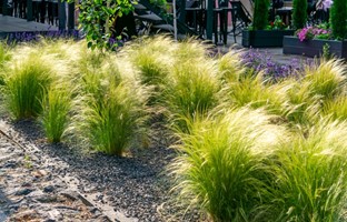 Ostnica mocna Pony Tails - sadzonka 1 szt.