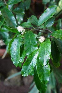 Laurowiśnia Wschodnia Rotundifolia wys. 40-80 cm