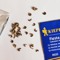 Nagietek lekarski Fiesta Gitana - nasiona mieszanka