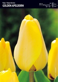 Tulipan ‘Golden Apeldorn’ - 15 szt.