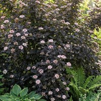 Pęcherznica kalinolistna Diabolo sadzonka 1 szt.