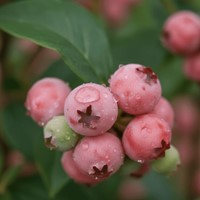Borówka amerykańska Pink Lemonade sadzonka 1 szt.