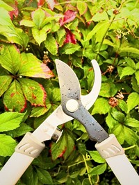 Sekator do gałęzi z długimi rączkami Green Star 66 cm