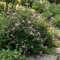 Tawuła japońska Little Princess sadzonka 1 szt.