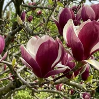 Magnolia Lennei sadzonka 1 szt.