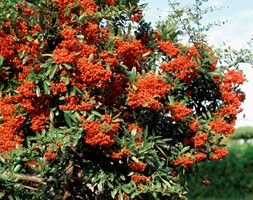 Ognik szkarłatny Firelight - sadzonka 1 szt.