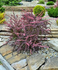 Berberys Thunberga Pink Queen