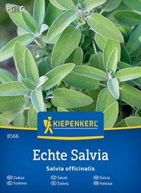 Szałwia lekarska - Salvia officinalis - nasiona