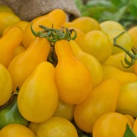 Pomidor gruszkowy żółty Yellow Pearshaped 0,2 g