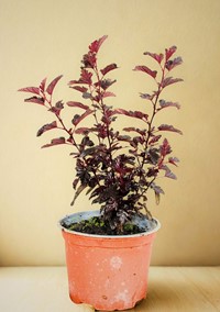 Pęcherznica kalinolistna Red Baron - sadzonka 1 szt.