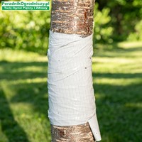 Opaska lepowa na drzewa przeciw szkodnikom 5 m