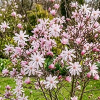 Magnolia gwiaździsta Rosea sadzonka 1 szt.