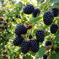 Jeżyna bezkolcowa Black Satin sadzonka 1 szt.