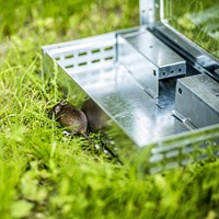 Pułapka na myszy – metalowa żywołapka 15,5 x 26 x 5 cm