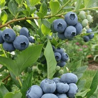 Borówka amerykańska Patriot sadzonka 1 szt.