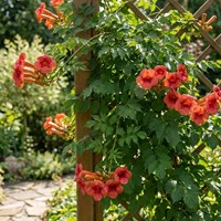 Milin amerykański Flamenco sadzonka 1 szt.