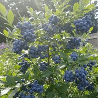 Borówka amerykańska Bluecrop sadzonka 1 szt.