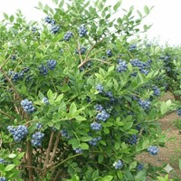 Borówka amerykańska Patriot sadzonka 1 szt.