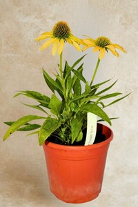 Jeżówka Fountain Yellow - sadzonka 1 szt