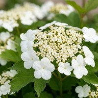 Kalina koralowa Compactum sadzonka 1 szt.