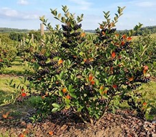 Aronia czarnoowocowa Galicjanka sadzonka 1 szt.