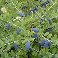 Jagoda kamczacka Indigo Gem sadzonka 1 szt.