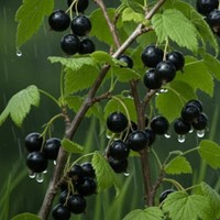 Porzeczka czarna Titania sadzonka 1 szt.