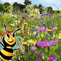 Mieszanka nasion roślin o pachnących kwiatach 125 g