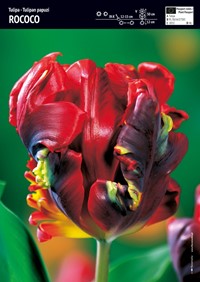 Tulipan Rococo 3 szt.