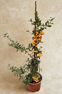 Ognik szkarłatny Orange Charmer - sadzonka 1 szt.