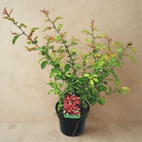 Pigwowiec japoński - Chaenomeles Japonica - sadzonka 1 szt.