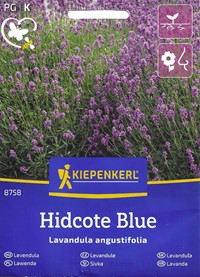 Lawenda wąskolistna ogrodowa Hidcote Blue - nasiona