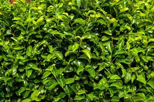 Laurowiśnia Wschodnia Rotundifolia wys. 40-80 cm