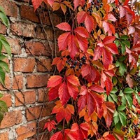 Winobluszcz pięciolistkowy sadzonka 1 szt.