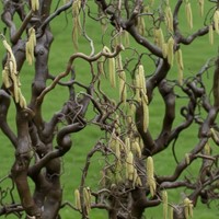 Leszczyna pospolita Contorta sadzonka 1 szt.