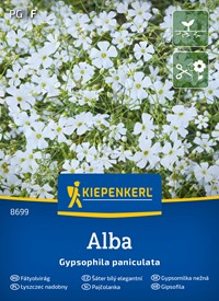 Gipsówka biała Alba - łyszczec wiechowaty - nasiona