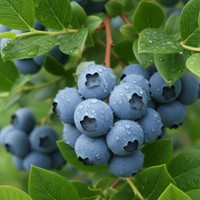 Borówka amerykańska Patriot sadzonka 1 szt.