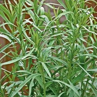 Estragon Dragon - Artemisia dracunculus - nasiona