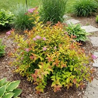 Tawuła Japońska Goldflame sadzonka 1 szt.