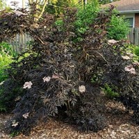 Bez czarny Black Tower sadzonka 1 szt.