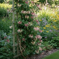 Wiciokrzew pomorski Serotina sadzonka 1 szt.