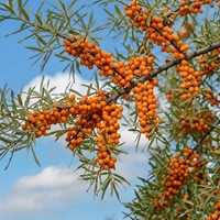 Rokitnik Zwyczajny Friesdorfer Orange - sadzonka 1 szt.