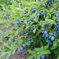 Jagoda kamczacka Aurora sadzonka 1 szt.