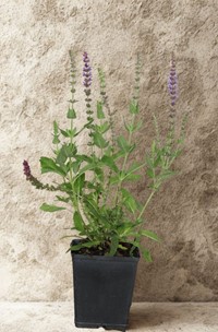 Szałwia omszona Caradonna – sadzonka 1 szt.