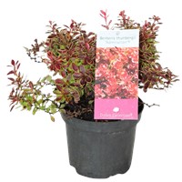 Berberys Thunberga Admiration